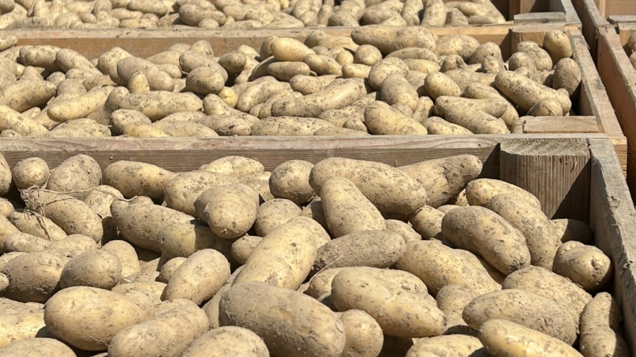 Ernte Pflanzkartoffeln Celtiane Ranflüh 2024