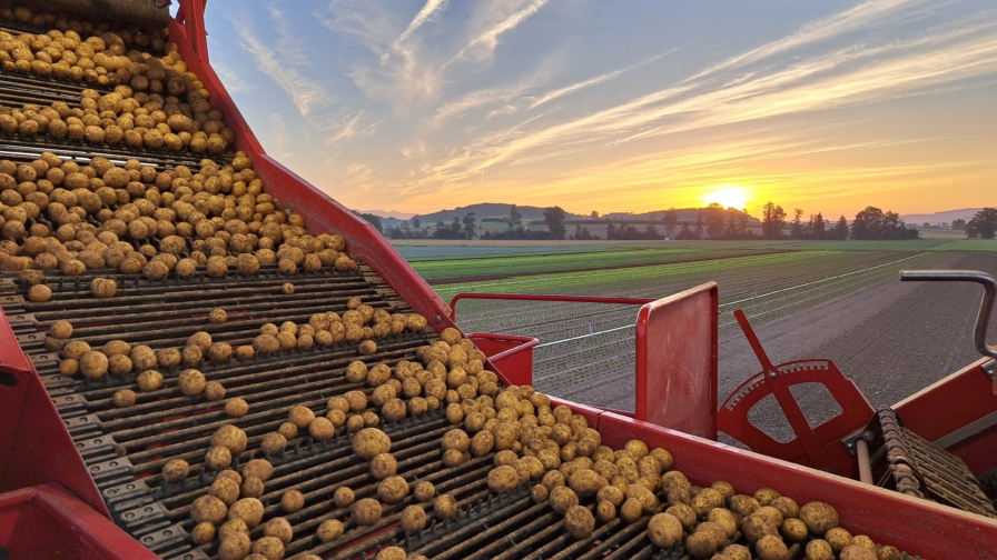 Ernte Pflanzkartoffeln SH C 1010 Müntschemier 2024